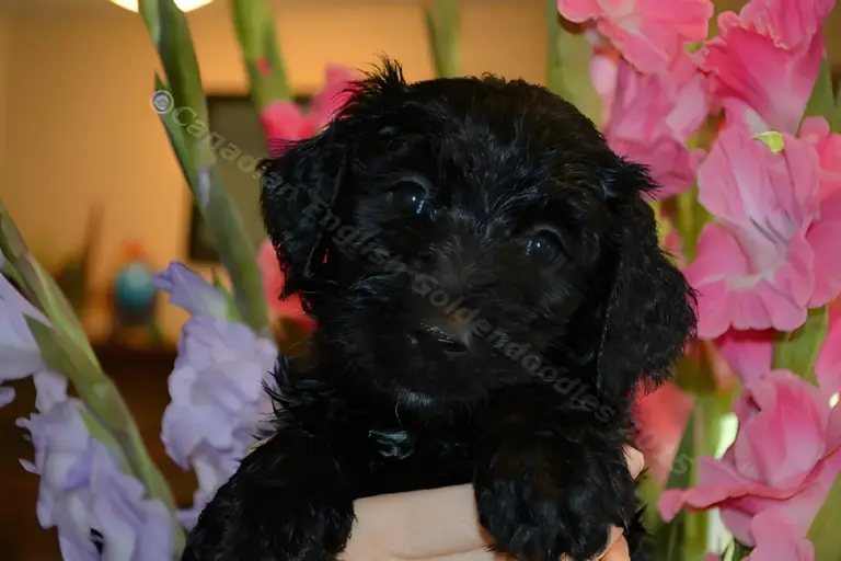Black Goldendoodle puppy held among pink gladiolus flowers