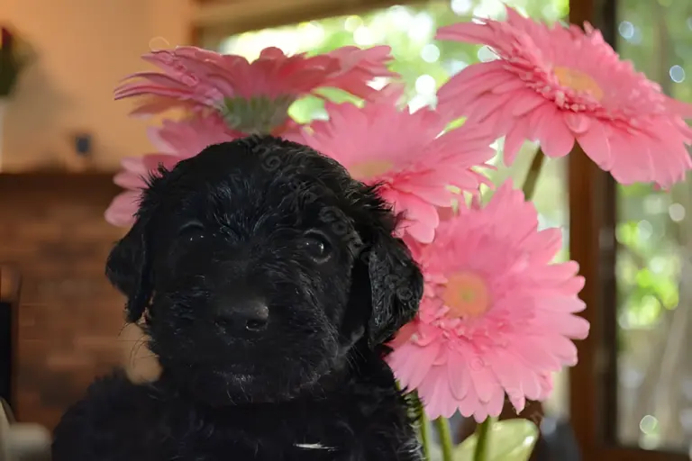 Black Goldendoodle puppy in front of pink gerbera daisies
