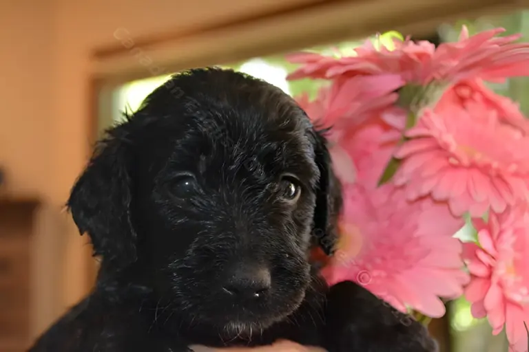 Black Goldendoodle puppy looking up in front of pink gerbera daisies