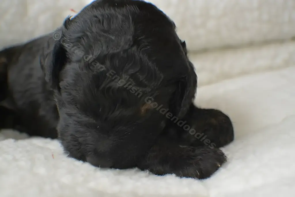Black Goldendoodle puppy resting on white fleece