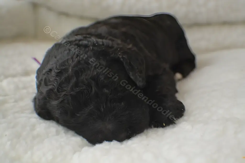 Black Goldendoodle puppy with a purple ribbon asleep on white fleece