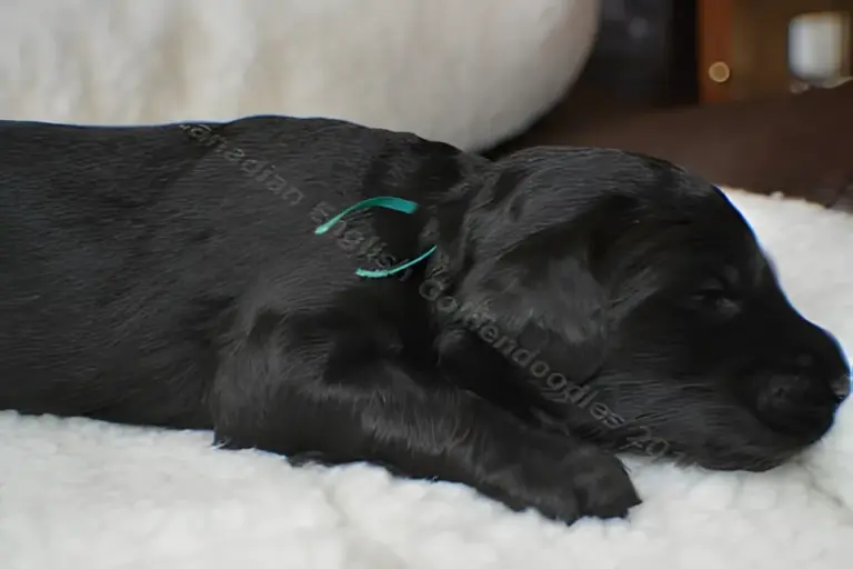 Black Goldendoodle puppy with a teal ribbon asleep on white fleece