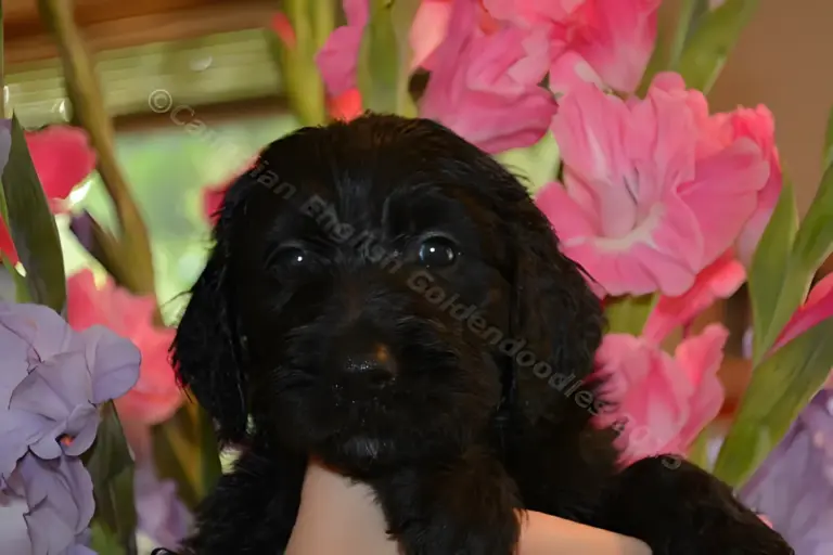 Black Goldendoodle puppy with pink and purple gladiolus behind it