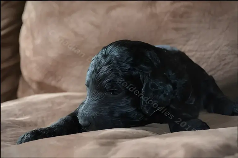 Black three-week-old Goldendoodle puppy lying on a brown couch