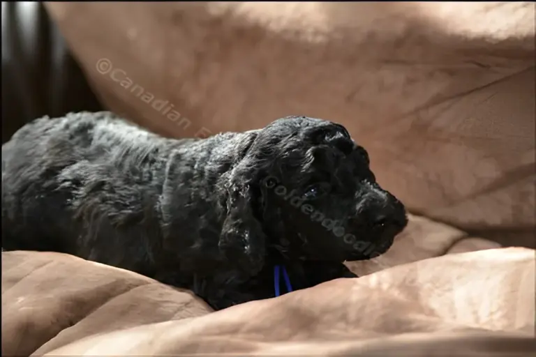 Black three-week-old Goldendoodle puppy lying on a brown couch