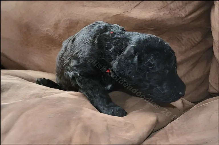Black three-week-old Goldendoodle puppy on a brown couch