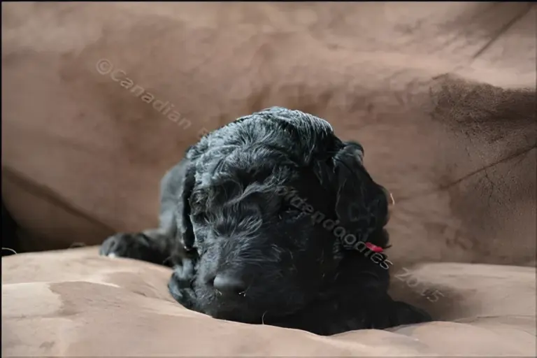 Black three-week-old Goldendoodle puppy on a brown couch