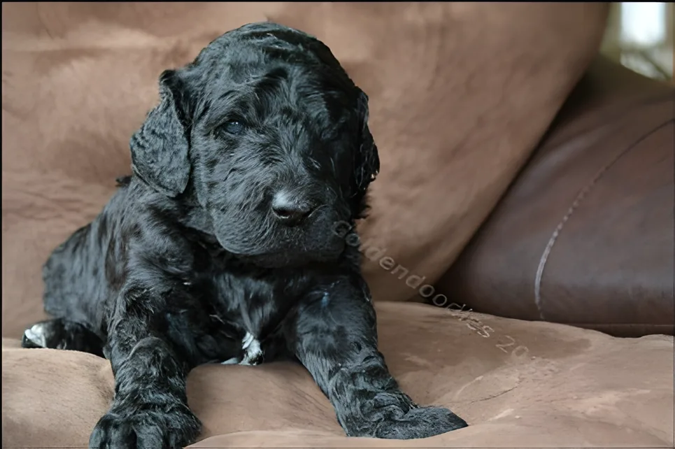 Black three-week-old Goldendoodle puppy sitting up on a brown couch