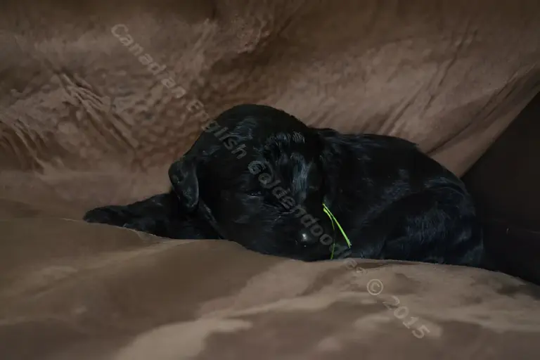Black two-week-old F1 Goldendoodle puppy asleep on a brown blanket