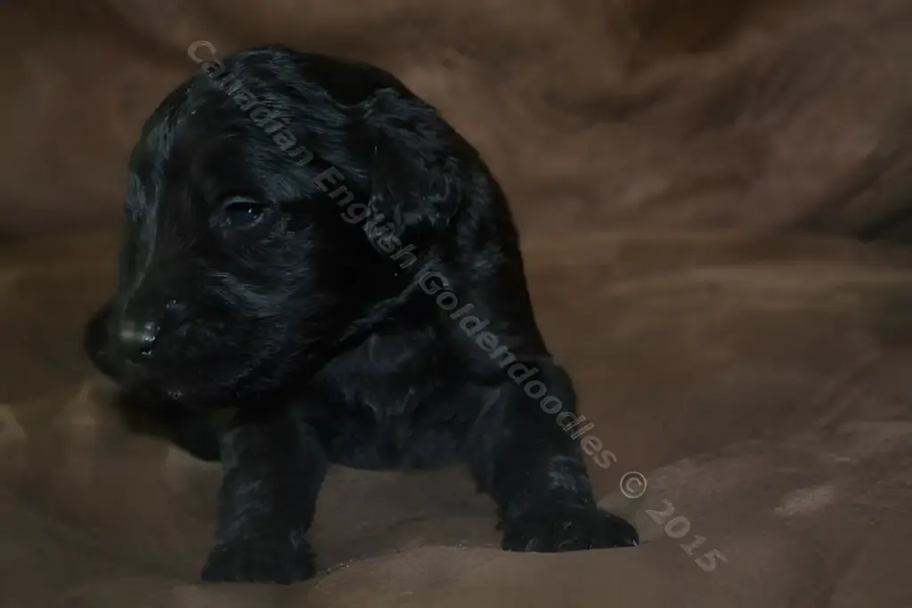 Black two-week-old F1 Goldendoodle puppy lifting its head on a brown blanket