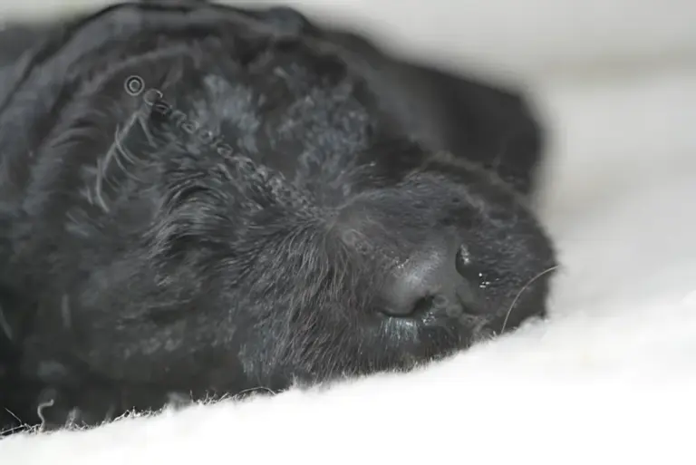 Close-up of a black Goldendoodle puppy asleep on white fleece