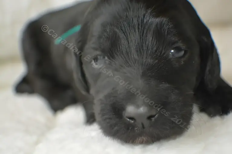 Close-up of a black Goldendoodle puppy with a teal ribbon on white fleece