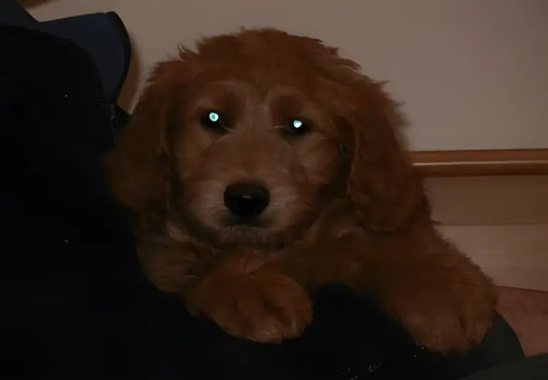 Close-up of a red Goldendoodle puppy resting on someone's lap