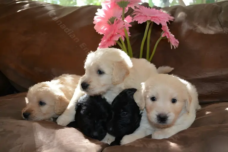 Cream and black five-week-old F1 Goldendoodle puppies with pink flowers