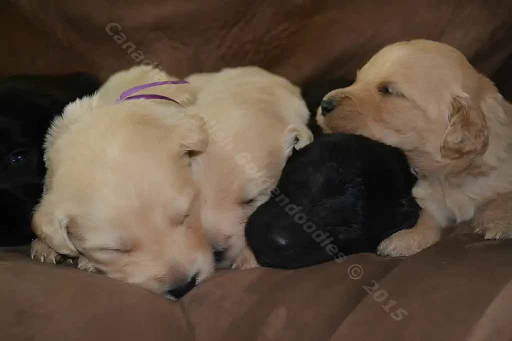 Cream and black two-week-old Goldendoodle puppies sleeping in a pile