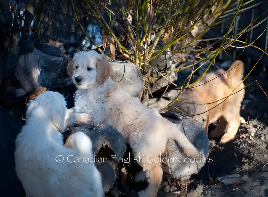 Cream Goldendoodle puppies playing outdoors in a snowy pen