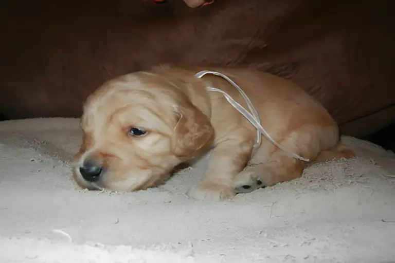 Cream Goldendoodle puppy asleep on fleece