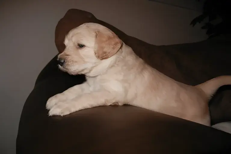 Cream Goldendoodle puppy climbing over the arm of a couch