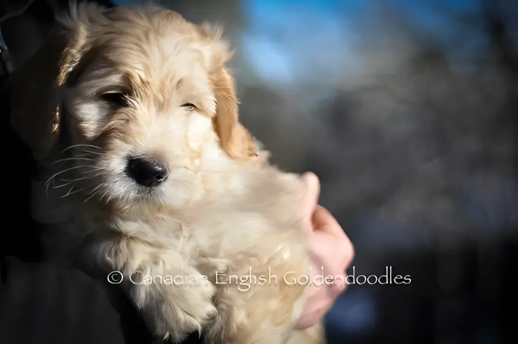 Cream Goldendoodle puppy held against someone's cheek