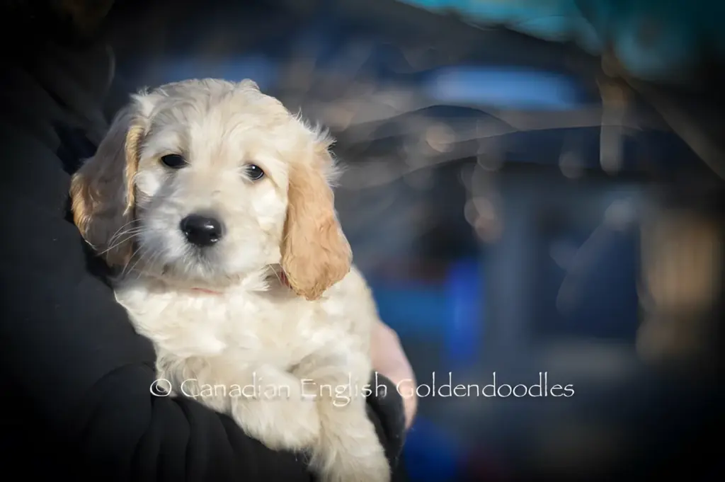 Cream Goldendoodle puppy held in someone's arms outdoors