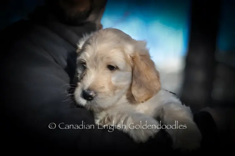 Cream Goldendoodle puppy held in someone's arms outdoors