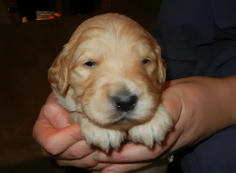 Cream Goldendoodle puppy held in two hands
