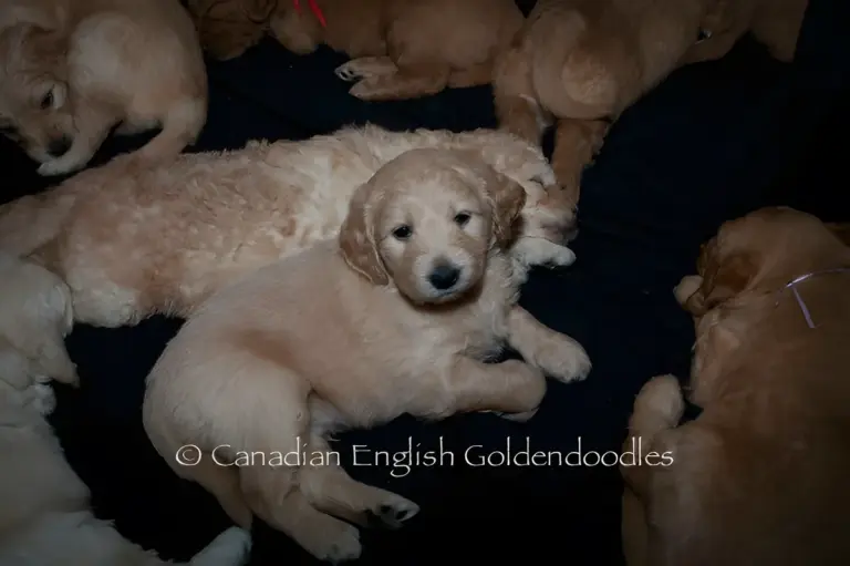 Cream Goldendoodle puppy lying among its littermates