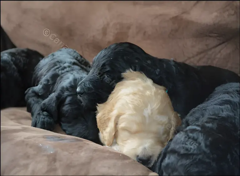 Cream Goldendoodle puppy lying beside its black littermates on a couch