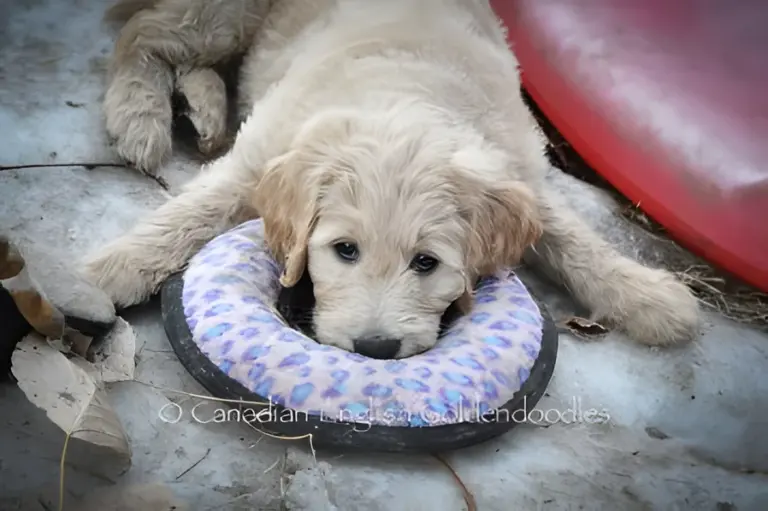 Cream Goldendoodle puppy lying in a ring toy in the snow