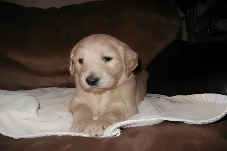 Cream Goldendoodle puppy lying on a blanket