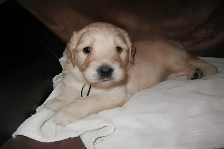 Cream Goldendoodle puppy lying on a blanket on a couch