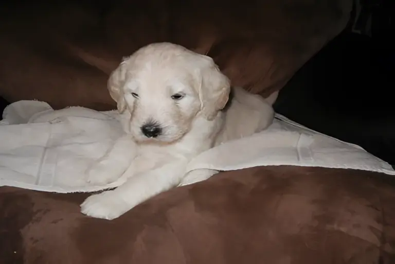 Cream Goldendoodle puppy lying on a blanket on a couch
