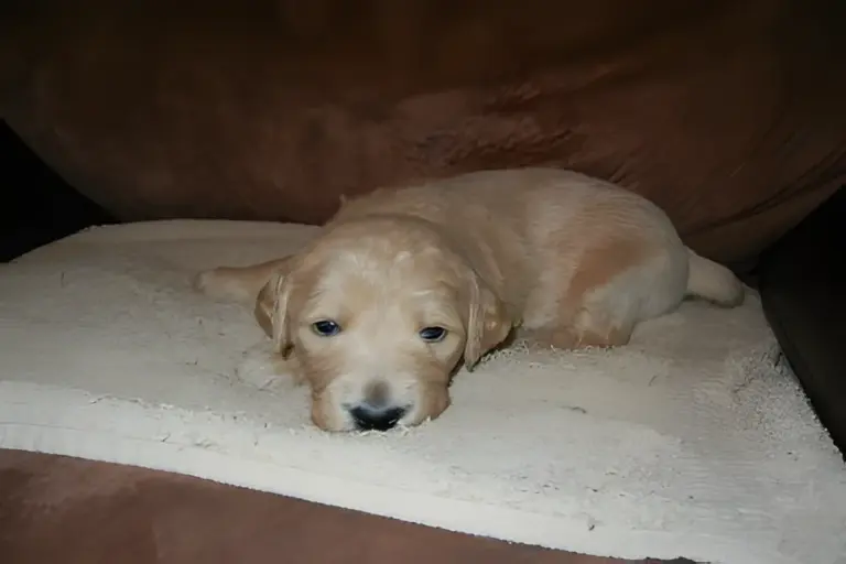 Cream Goldendoodle puppy lying on fleece