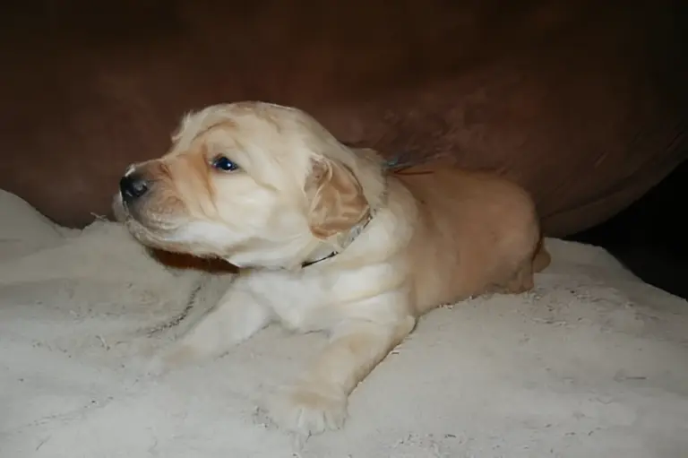 Cream Goldendoodle puppy lying on fleece