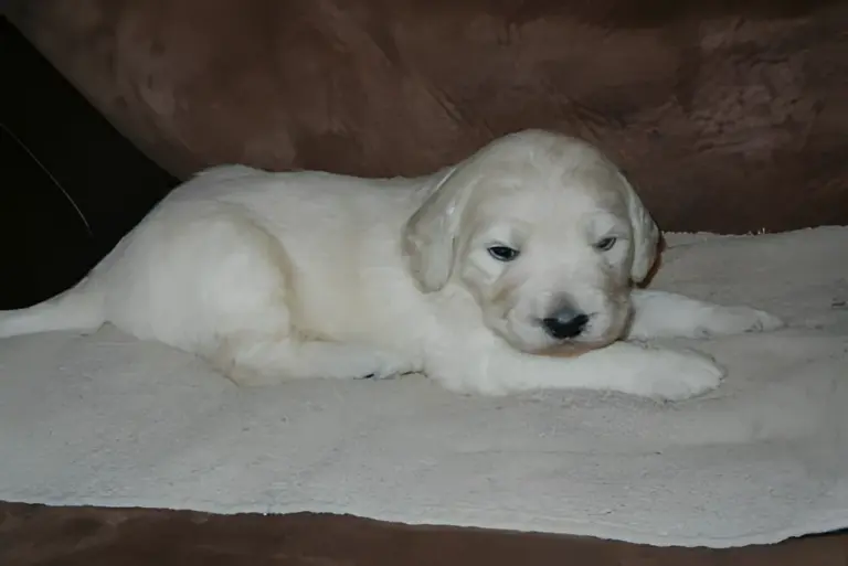 Cream Goldendoodle puppy lying on fleece
