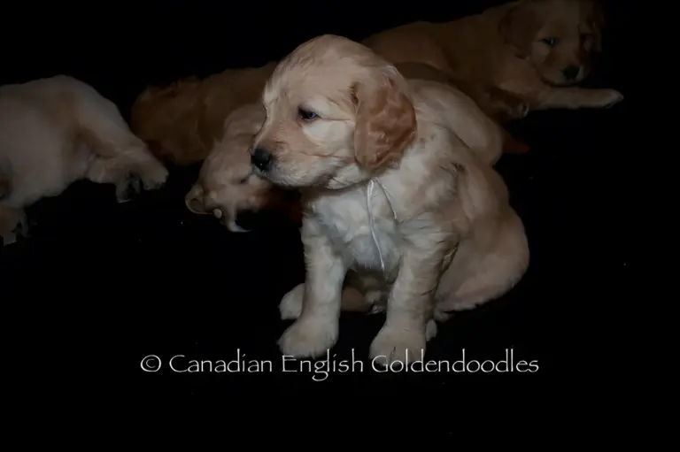 Cream Goldendoodle puppy sitting beside its sleeping littermates