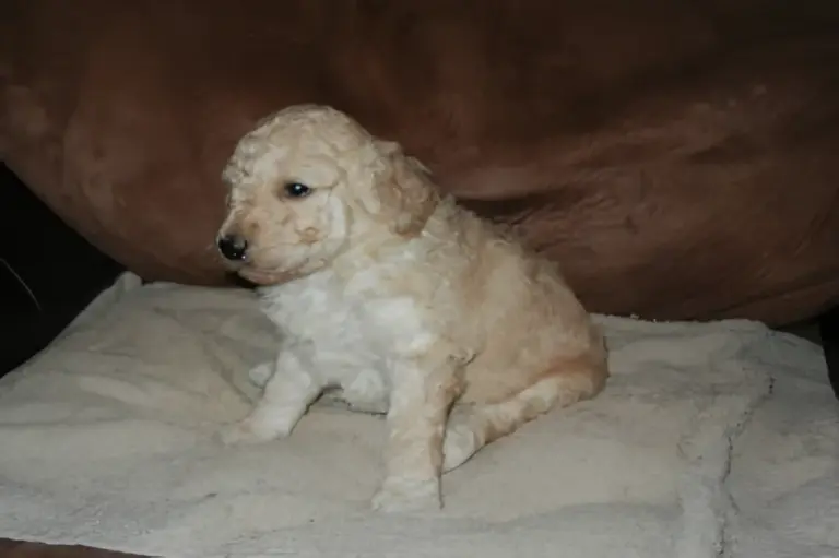 Cream Goldendoodle puppy sitting on a blanket on a couch