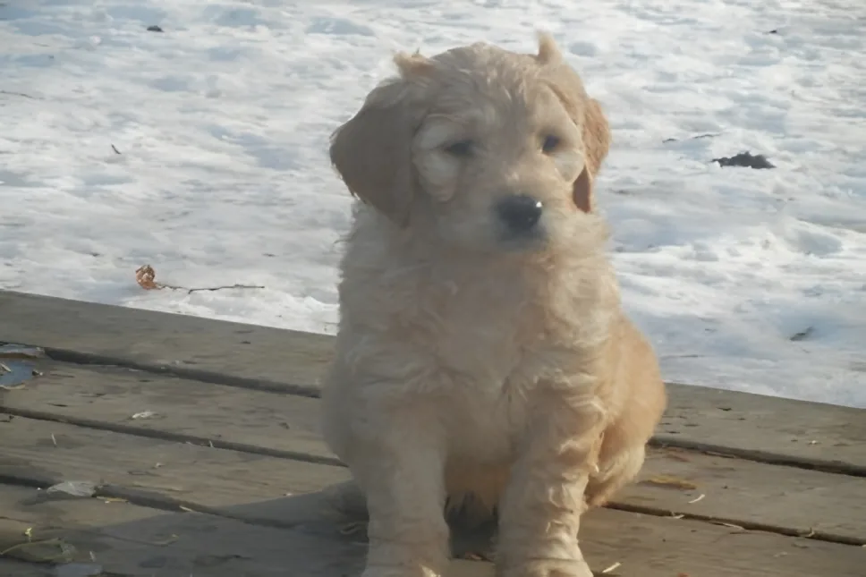 Cream Goldendoodle puppy sitting on a snowy deck