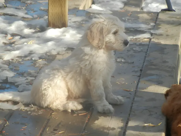 Cream Goldendoodle puppy sitting on a snowy wooden deck