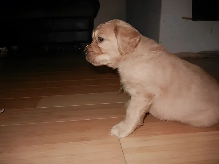 Cream Goldendoodle puppy sitting on a wooden floor