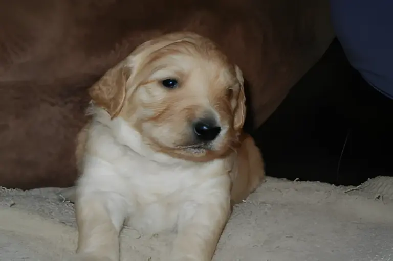 Cream Goldendoodle puppy sitting on fleece