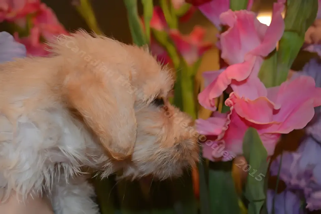 Cream Goldendoodle puppy sniffing pink gladiolus flowers