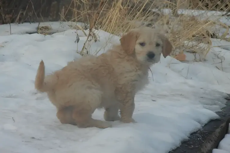 Cream Goldendoodle puppy standing in the snow