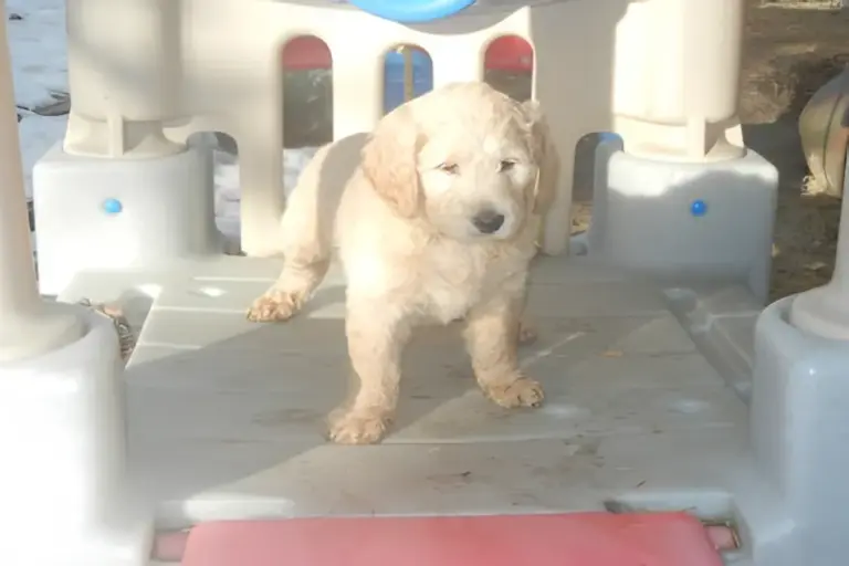 Cream Goldendoodle puppy standing inside a child's toy playhouse