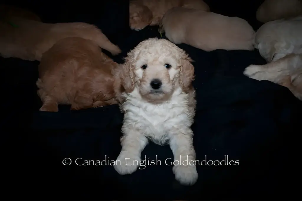 Cream Goldendoodle puppy standing on a dark blanket with its littermates behind