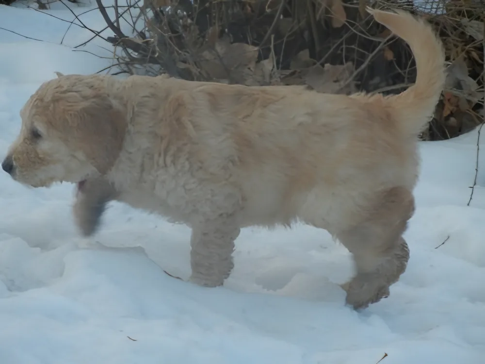 Cream Goldendoodle puppy walking through the snow