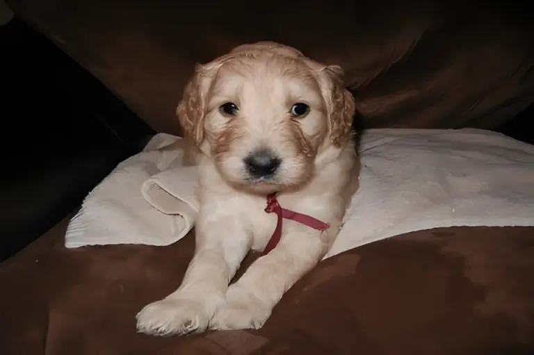 Cream Goldendoodle puppy with a burgundy ribbon lying on a blanket
