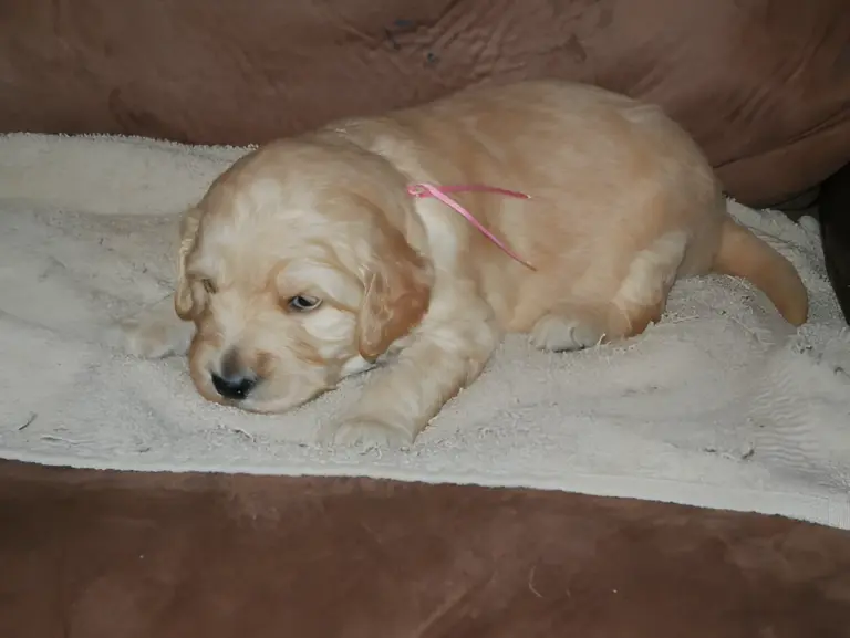 Cream Goldendoodle puppy with a pink ribbon asleep on fleece