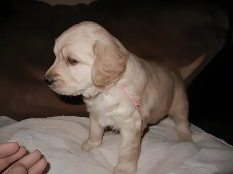 Cream Goldendoodle puppy with a pink ribbon standing on a towel