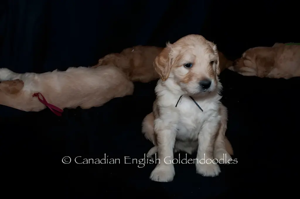 Cream Goldendoodle puppy with a ribbon standing on a dark blanket